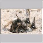 Andrena vaga - Weiden-Sandbiene 24.jpg